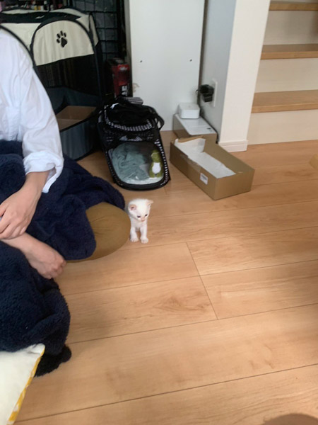 子猫の時期は一瞬