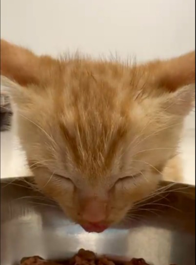 食事中に睡魔に襲われる子猫が可愛すぎる