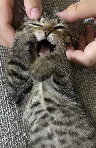キジトラ猫のサンちゃん