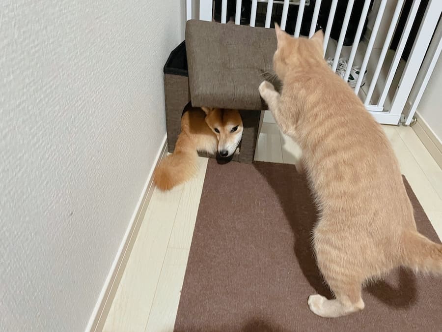 ãããããã«è¿«ããããŽããã