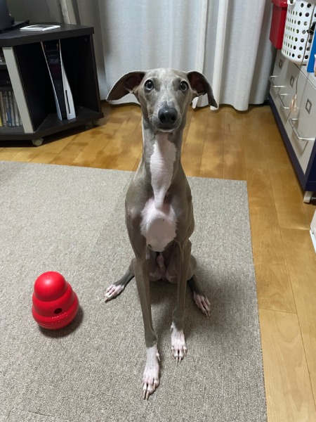 プットくんの普段のようす