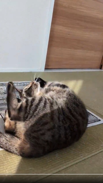 新聞に寝転がり続けてついに1000日　猫のマロンちゃんが偉業達成