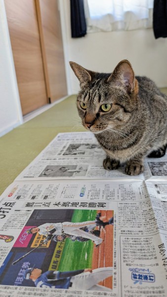 直近ではギネス記録への申請も検討中とのこと