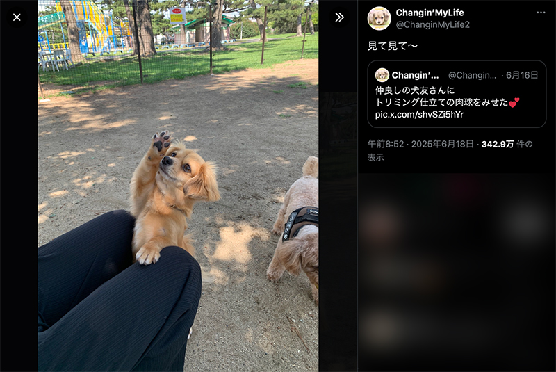 手を上げるように前足をあげ、上目遣いで肉球を見せるモコナモドキ君
