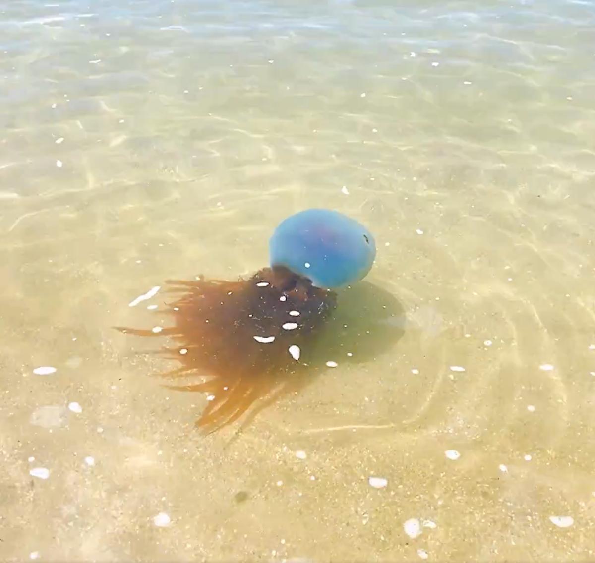 熊本県天草の海にホイミスライム出現!?目撃情報にSNS騒然