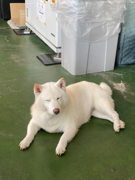 店長犬のまつちゃん