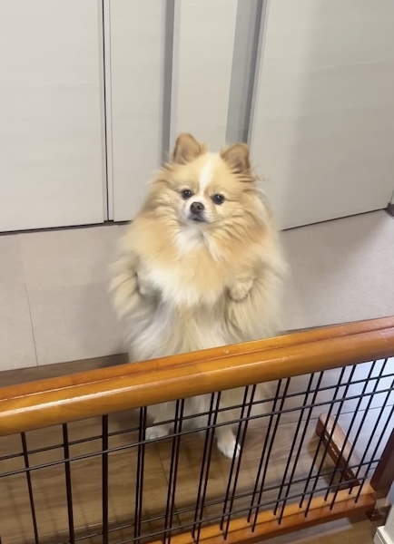 好物を前に踊るピカルディくん